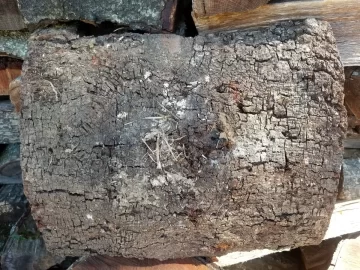 Cherry Bark.jpg Cherry Bark.jpg