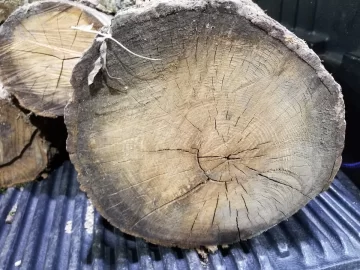 Pin Oak End Shot.jpg Pin Oak End Shot.jpg