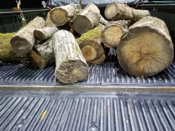 Pin Oak.jpg Pin Oak.jpg