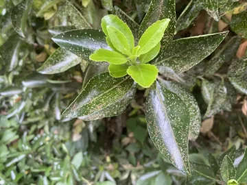 [Hearth.com] What is this on my plant?