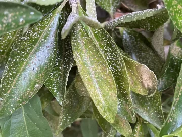 [Hearth.com] What is this on my plant?