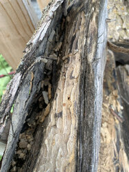 locust with insect termite? damage 2021.jpg