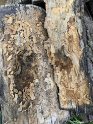 locust from 2020 cut spring with insect damage 2021 firewood.jpg