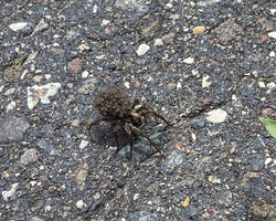Wolf spider carrying her babies on he back