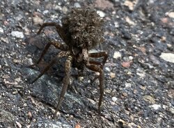 Wolf spider carrying her babies on he back