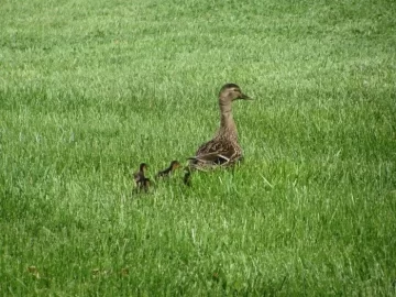 [Hearth.com] Cardinal and mama and kids
