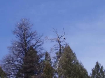 [Hearth.com] Eagle in a tree.