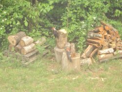 Pilated Wood Peckers.jpg