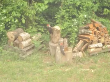 [Hearth.com] Pileated Wood Peckers