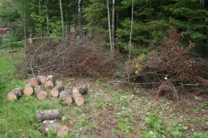 [Hearth.com] Tree down