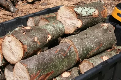 [Hearth.com] Tree down