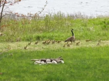 [Hearth.com] Goslings in the Backyard
