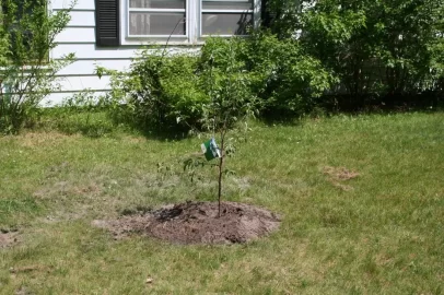 [Hearth.com] My little apple orchard