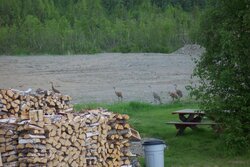 Visitors to the woodpile pic