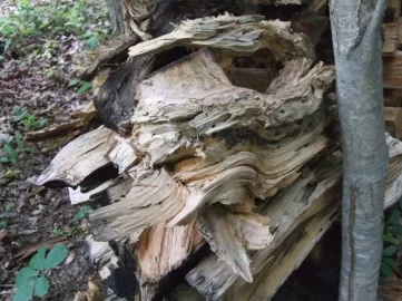 [Hearth.com] RE: Ugly wood
