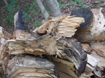 [Hearth.com] RE: Ugly wood
