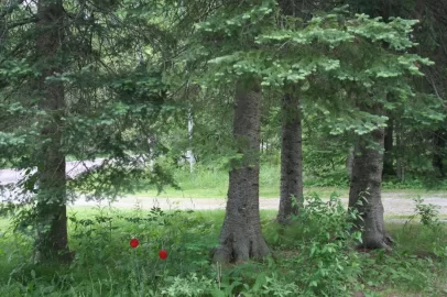 [Hearth.com] Tree down