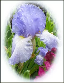 [Hearth.com] Our Iris Collection