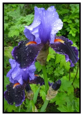 [Hearth.com] Our Iris Collection