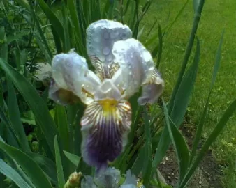 [Hearth.com] Our Iris Collection