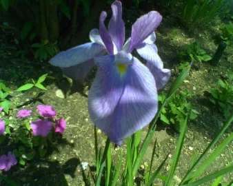 [Hearth.com] Our Iris Collection
