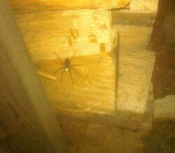 New visitor to the woodpile pics
