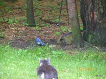 [Hearth.com] The Bird Feeder.