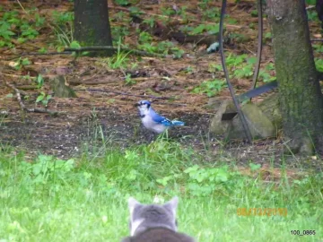 [Hearth.com] The Bird Feeder.