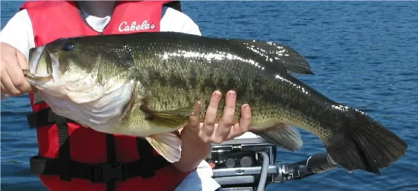 [Hearth.com] Big Bass-Large mouth