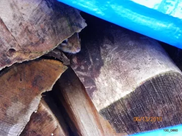 [Hearth.com] Chipmunk in the Wood.