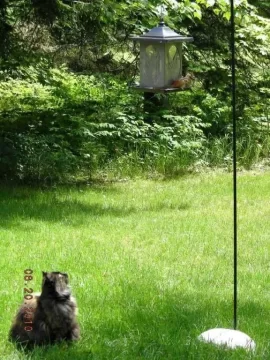 [Hearth.com] Chipmunk in the Wood.
