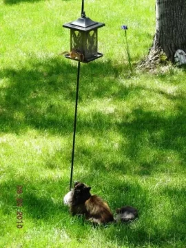 [Hearth.com] Chipmunk in the Wood.
