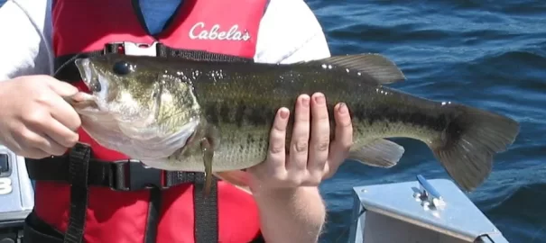 [Hearth.com] Big Bass-Large mouth