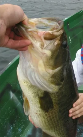 [Hearth.com] Big Bass-Large mouth