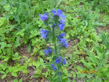 [Hearth.com] Wild Flower