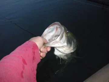 [Hearth.com] NJ Bass by kayak and a Fawn