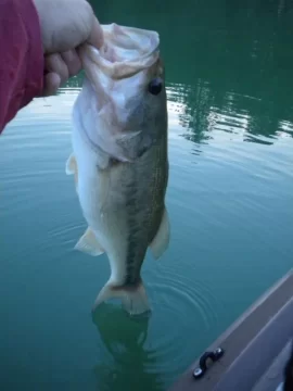[Hearth.com] NJ Bass by kayak and a Fawn