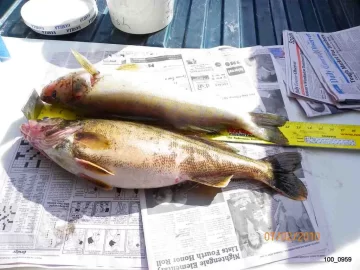 [Hearth.com] Walleye from the St.Lawrence River