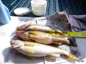 [Hearth.com] Walleye from the St.Lawrence River