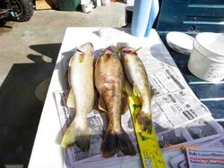 Walleye from the St.Lawrence River