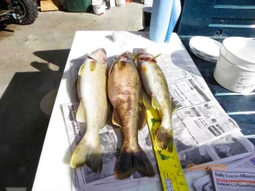 [Hearth.com] Walleye from the St.Lawrence River
