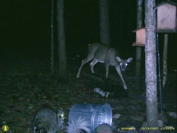[Hearth.com] Trail Camera Picture