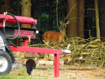 [Hearth.com] Guard Cat