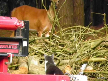 [Hearth.com] Guard Cat