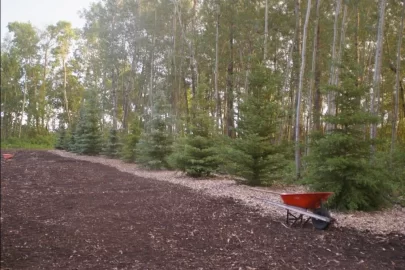 [Hearth.com] Trees going in - instead of out!