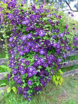 [Hearth.com] Summer color