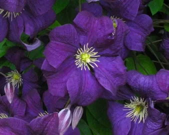 [Hearth.com] Summer color