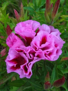 [Hearth.com] Summer color