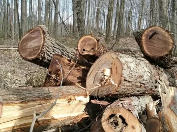 Massive wood score.