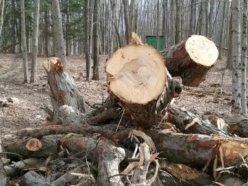 Massive wood score.